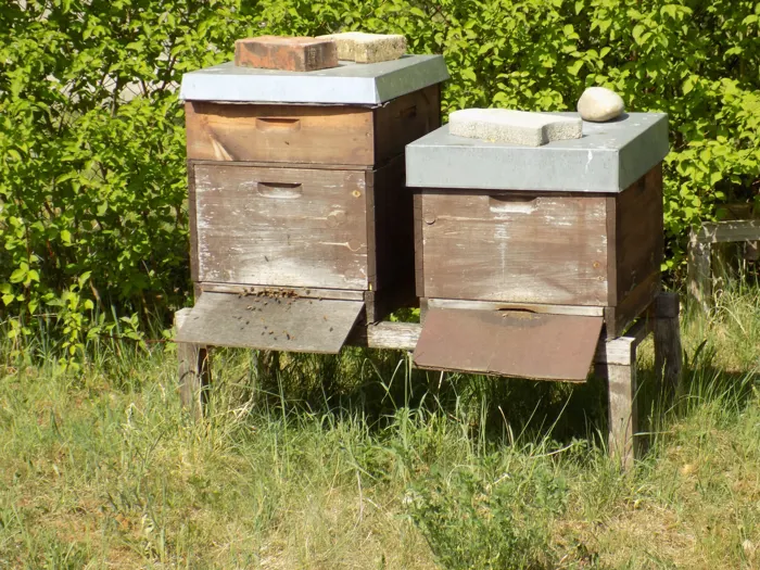 Bienenstöcke