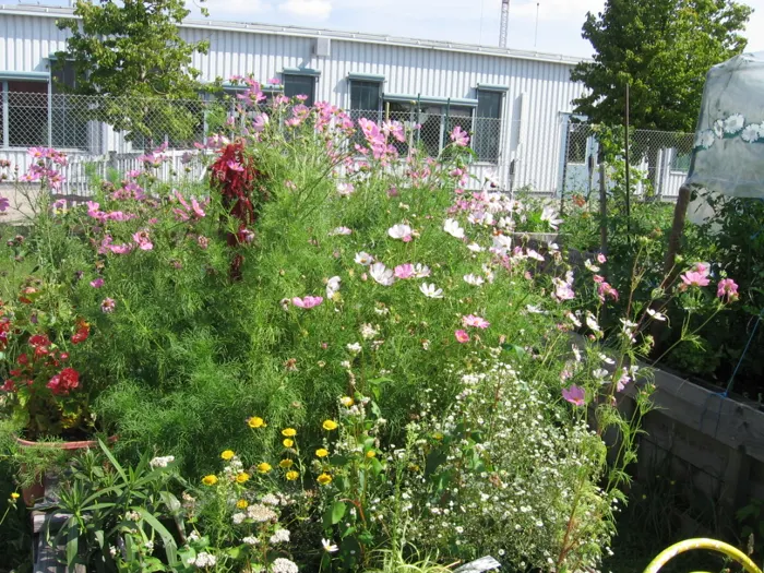 Blühwiese