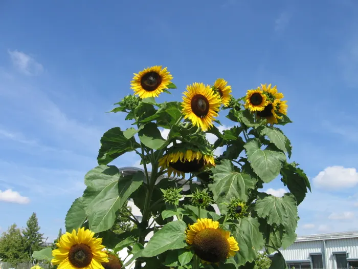 Sonnenblumen im Garten